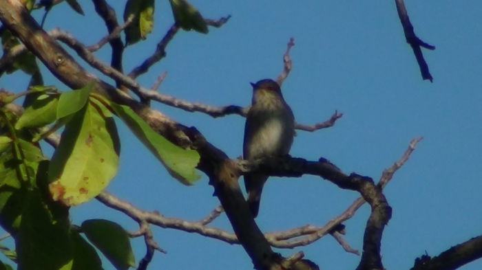 s-au poate ca nu-l vad eu? - n-vizitatorii gradinii-2014