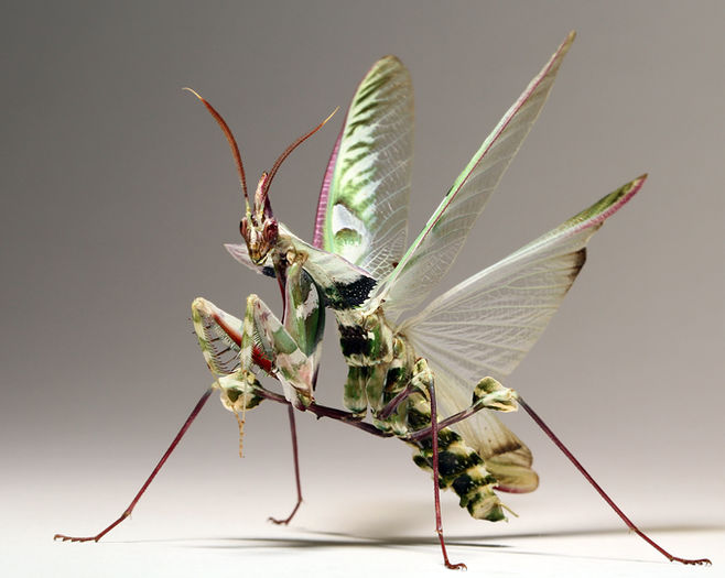 Idolomantis diabolica