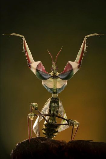 Idolomantis diabolica