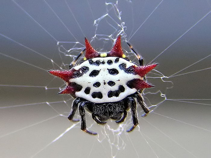 Gasteracantha Cancriformis