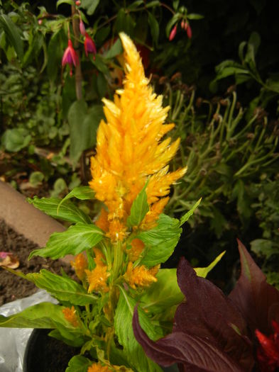 Celosia plumosa (2014, Aug.17) - CELOSIA Plumosa