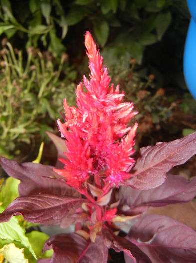 Celosia plumosa (2014, Aug.17)