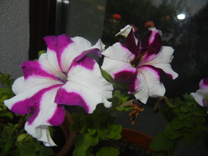 Petunia (2014, August 08)