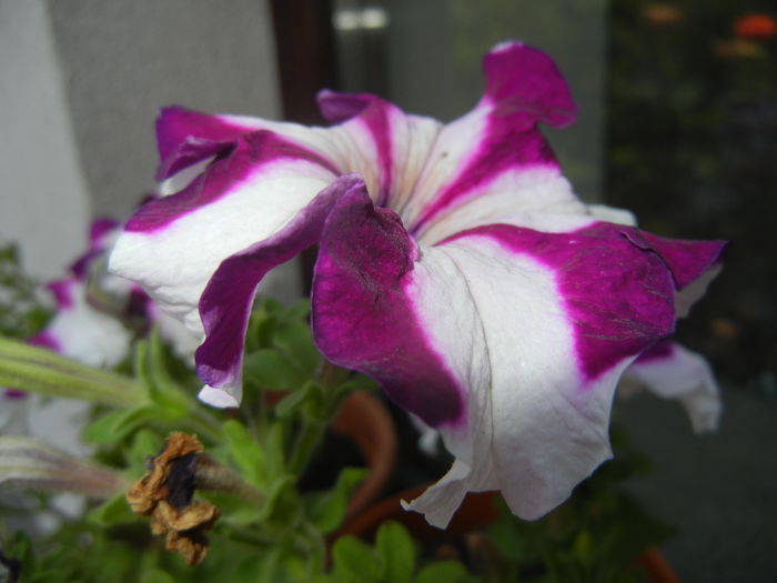 Petunia (2014, August 08)