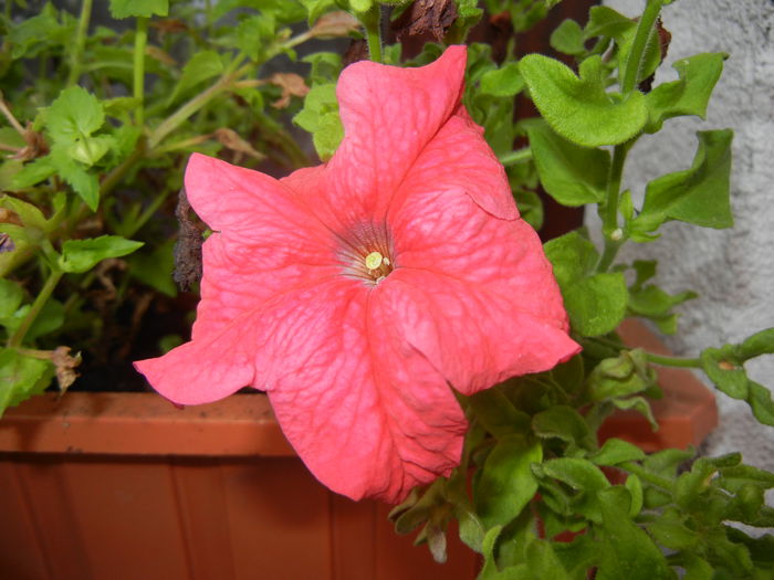 Petunia (2014, August 17)