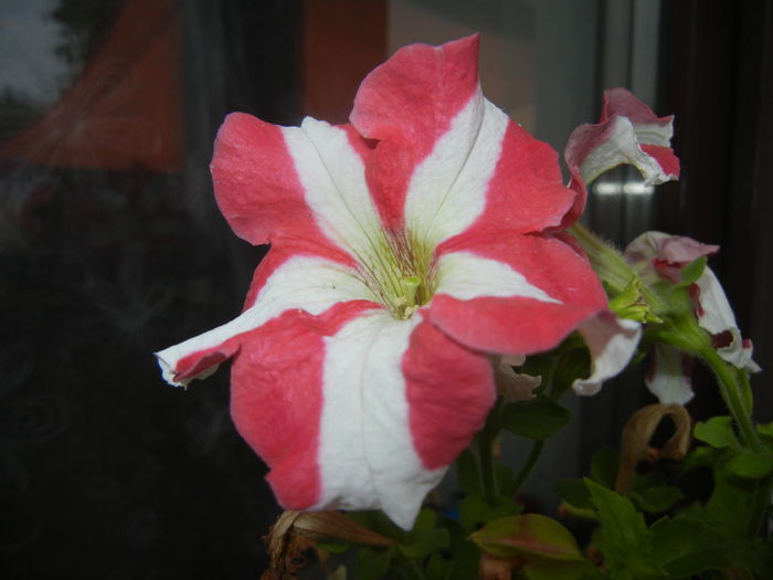 Petunia (2014, August 17)