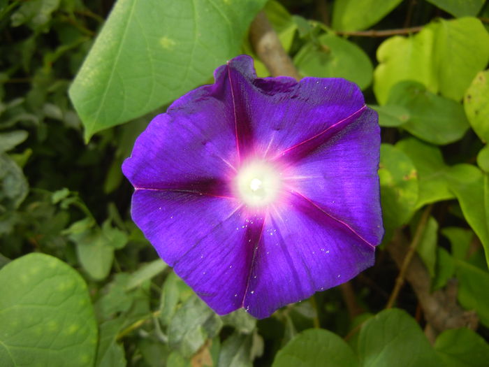 Morning Glory_Ipomoea (2014, Aug.17)