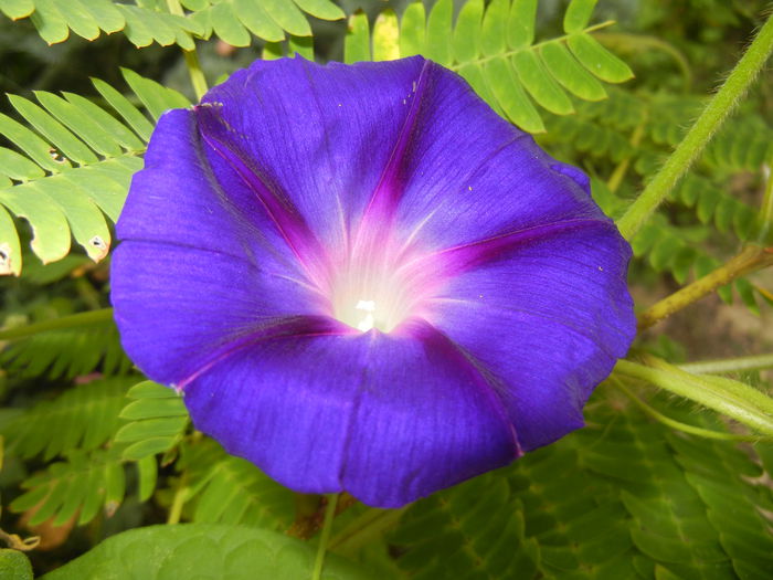 Morning Glory_Ipomoea (2014, Aug.17)