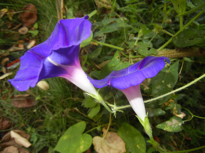 Morning Glory_Ipomoea (2014, Aug.17)