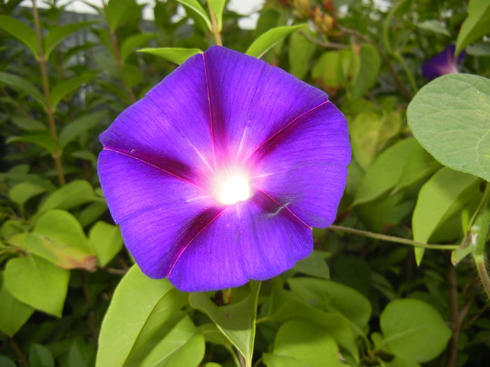 Morning Glory_Ipomoea (2014, Aug.23)