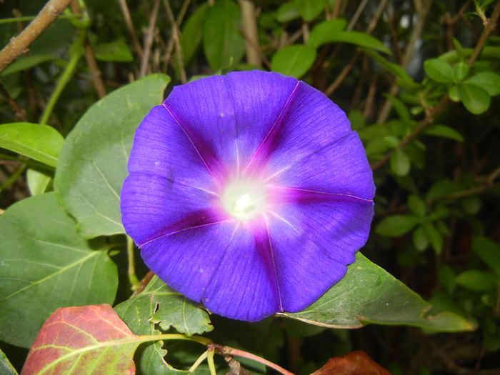 Morning Glory_Ipomoea (2014, Aug.23)