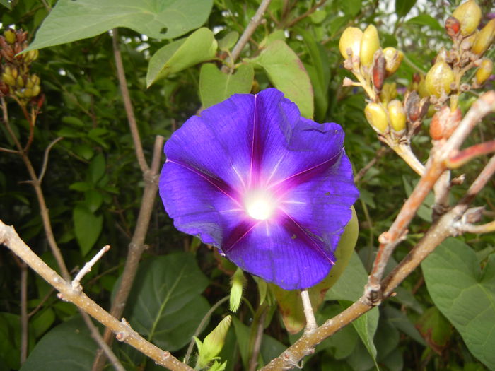 Morning Glory_Ipomoea (2014, Aug.23)