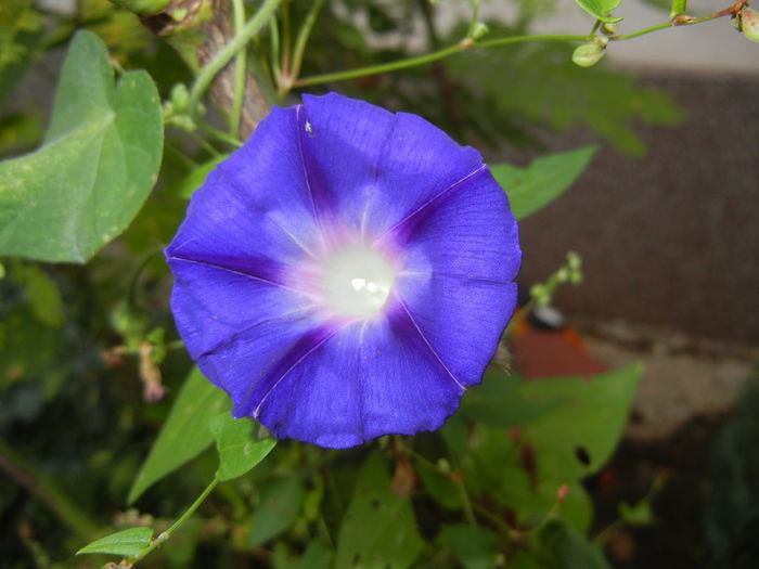 Morning Glory_Ipomoea (2014, Aug.23)