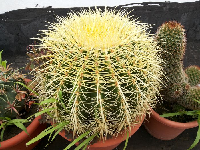285 - Cactusi - 2014