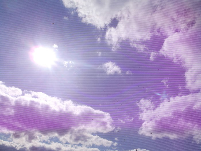 Picture 3824 - PORUMBEI GAT-GOLAS