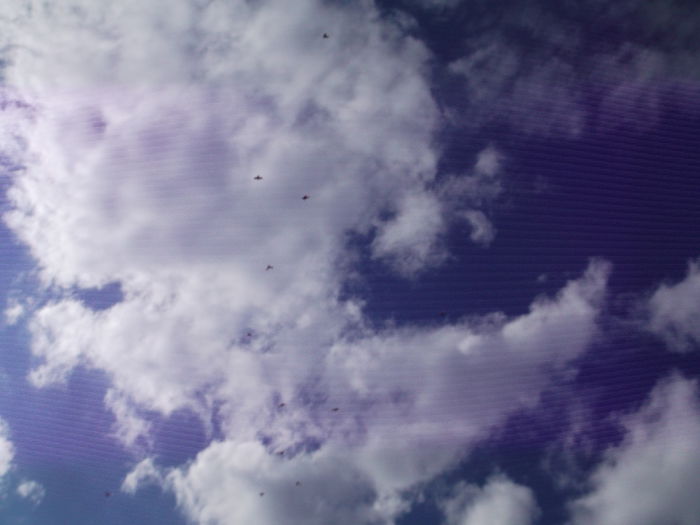 Picture 3825 - PORUMBEI GAT-GOLAS