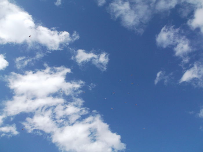 Picture 3828 - PORUMBEI GAT-GOLAS