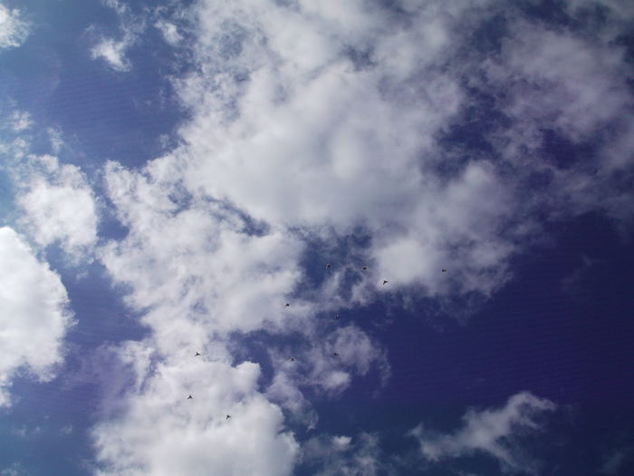 Picture 3829 - PORUMBEI GAT-GOLAS