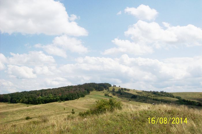 PADURICEA PALOSULUI DENUMITA TEIS SI PARTEA SUDICA SPRE COHALM,CÂMPUL DE LUPTĂ.