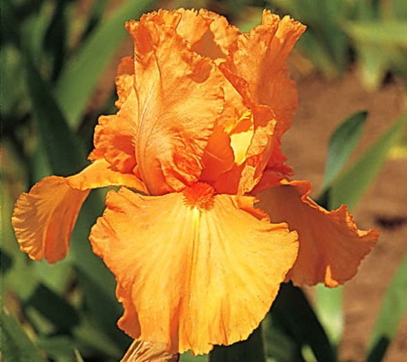 Bulbi Iris Orange Harvest (Stanjenel); Plantarea se face in perioada sept.-nov.
Inflorirea are loc in perioada mai-iulie.
Se planteaza in zonele insorite si semiumbrite.
Inaltimea maxima 70-80 cm.
Stoc epuizat!
