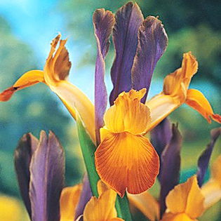Bulbi Iris Bronze Queen (Stanjenel); Plantarea se face in perioada sept.-nov.
Inflorirea are loc in perioada mai-iulie.
Se planteaza in zonele insorite si semiumbrite.
Inaltimea maxima 50-60 cm.
Stoc epuizat!
