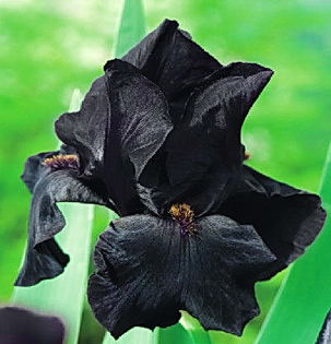Bulbi Iris Black Night (Stanjenel); Plantarea se face in perioada sept.-nov.
Inflorirea are loc in perioada mai-iulie.
Se planteaza in zonele insorite si semiumbrite.
Inaltimea maxima 70-80 cm.
Stoc epuizat!
