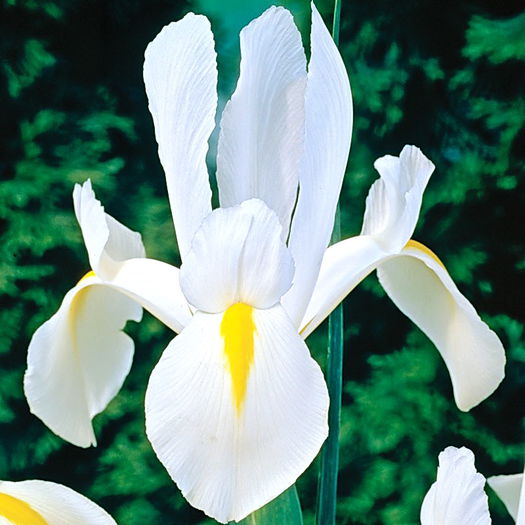 Bulbi Iris White Excelsior (Stanjenel); Plantarea se face in perioada sept.-nov.
Inflorirea are loc in perioada mai-iulie.
Se planteaza in zonele insorite si semiumbrite.
Inaltimea maxima 50-60 cm.
Stoc epuizat!

