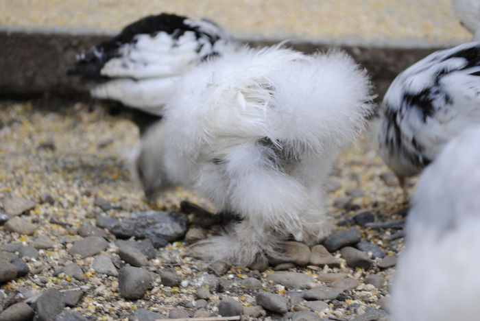 _DSC0579 - Matase Japoneza 2014