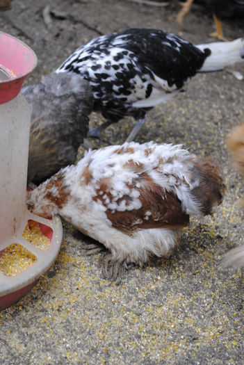 _DSC0738 - Gaini Cochinchina-bobat-negru-albastru-galben 2014