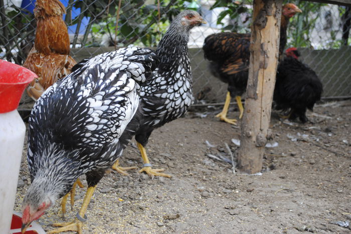 _DSC0643 - B- Wyandotte Argintiu 2015 - Arhiva