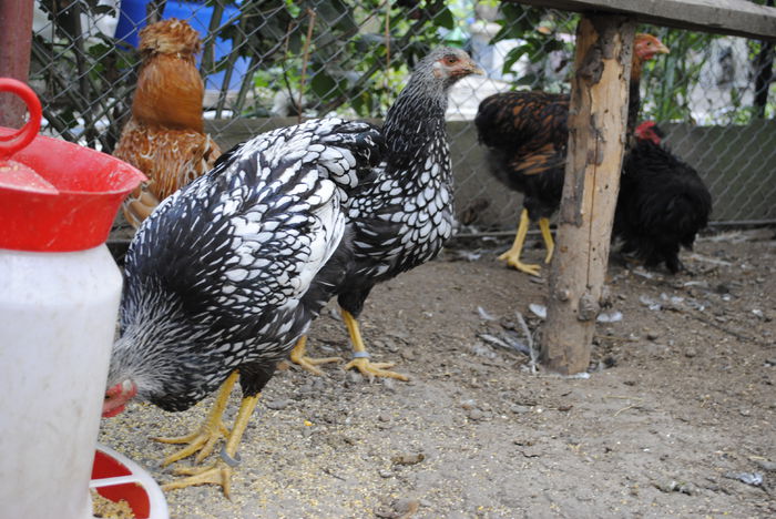 _DSC0644 - B- Wyandotte Argintiu 2015 - Arhiva