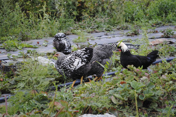 _DSC0671 - B- Wyandotte Argintiu 2015 - Arhiva
