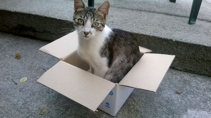 Si de ce tocmai in Africa ?