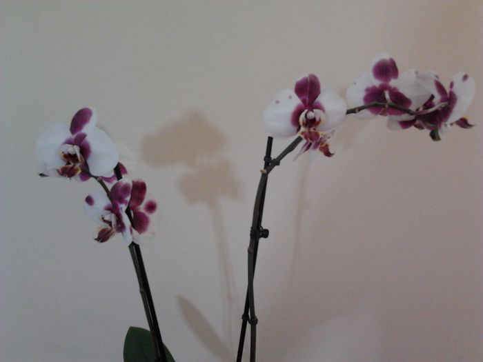 Phalaenopsis