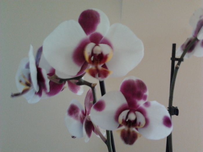 Phalaenopsis - Orhidee 2014