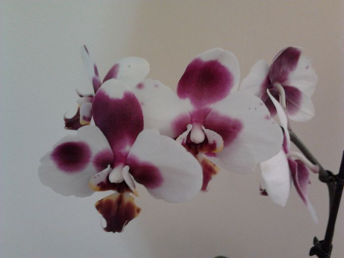 Phalaenopsis