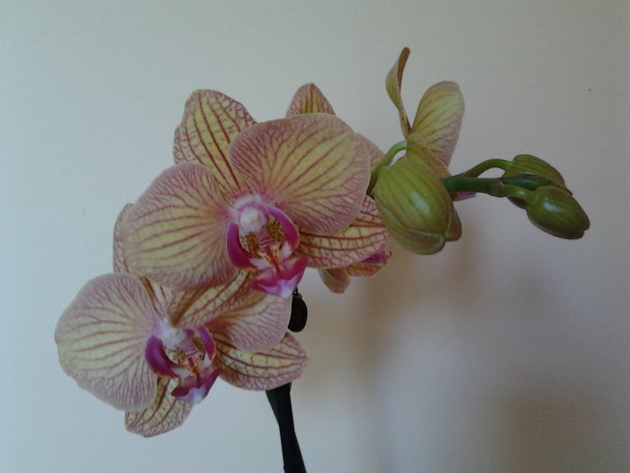 Phalaenopsis