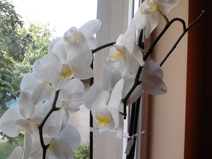 Phalaenopsis