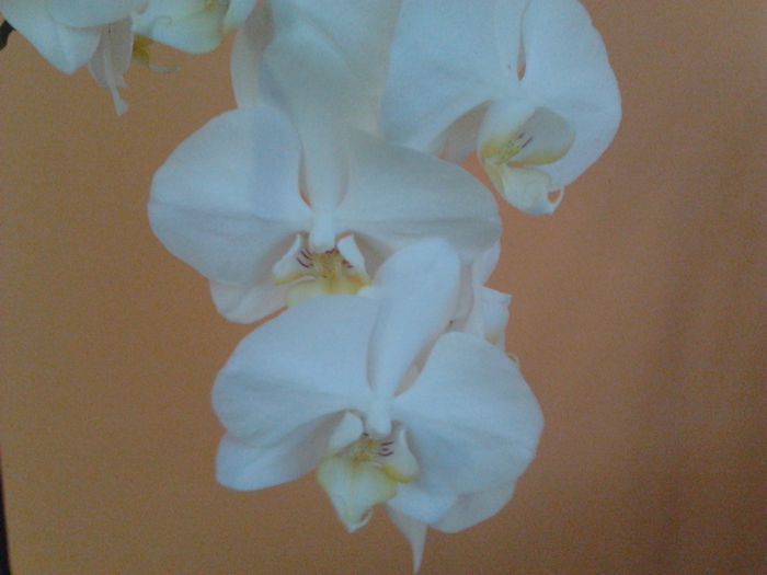 Phalaenopsis - Orhidee 2014