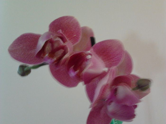 Phalaenopsis - Orhidee 2014