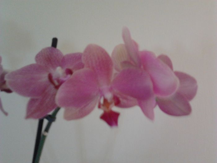 Phalaenopsis - Orhidee 2014