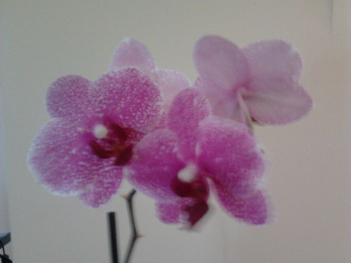 Phalaenopsis - Orhidee 2014