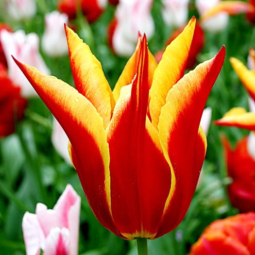 Bulbi Lalele Aladdin (Tulip); Plantarea se face in perioada sept.-nov.
Inflorirea are loc in perioada aprilie-mai.
Se planteaza in zonele insorite si semiumbrite.
Inaltimea maxima 50-60 cm.
Stoc epuizat!
