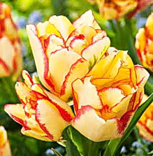 Bulbi Lalele Aquilla (Tulip); Plantarea se face in perioada sept.-nov.
Inflorirea are loc in perioada aprilie-mai.
Se planteaza in zonele insorite si semiumbrite.
Inaltimea maxima 40-50 cm.
Stoc epuizat!
