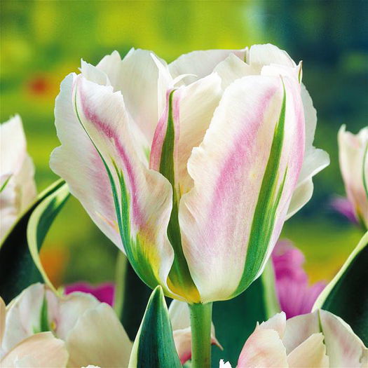 Bulbi Lalele China Town (Tulip); Plantarea se face in perioada sept.-nov.
Inflorirea are loc in perioada aprilie-mai.
Se planteaza in zonele insorite si semiumbrite.
Inaltimea maxima 30-35 cm.
Stoc epuizat!
