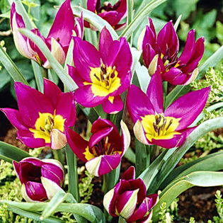 Bulbi Lalele Eastern Star (Tulip); Plantarea se face in perioada sept.-nov.
Inflorirea are loc in perioada aprilie-mai.
Se planteaza in zonele insorite si semiumbrite.
Inaltimea maxima 20-25 cm.
Stoc epuizat!
