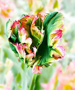 Bulbi Lalele Exotic Parrot (Tulip); Plantarea se face in perioada sept.-nov.
Inflorirea are loc in perioada aprilie-mai.
Se planteaza in zonele insorite si semiumbrite.
Inaltimea maxima 40-50 cm.
Stoc epuizat!
