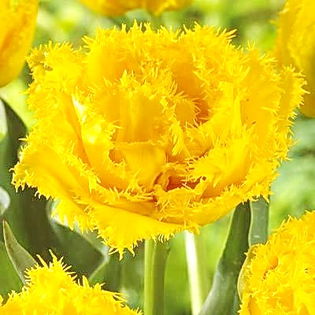 Bulbi Lalele Exotic Sun (Tulip); Plantarea se face in perioada sept.-nov.
Inflorirea are loc in perioada aprilie-mai.
Se planteaza in zonele insorite si semiumbrite.
Inaltimea maxima 40-50 cm.
Stoc epuizat!
