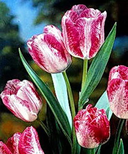 Bulbi Lalele Modern Style (Tulip) - Bulbi Toamna 2014