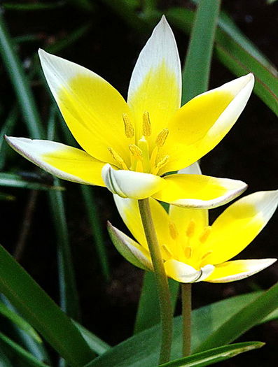 Bulbi Lalele Tarda (Tulip) - Bulbi Toamna 2014
